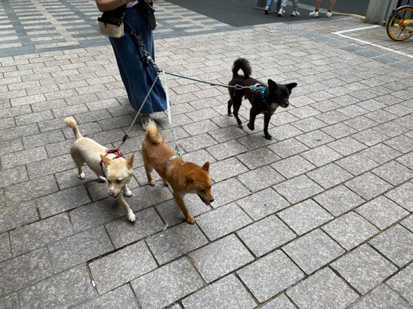 配资行业四大巨头 参与打造现代都市，狗为何能在城市“找到工作”？